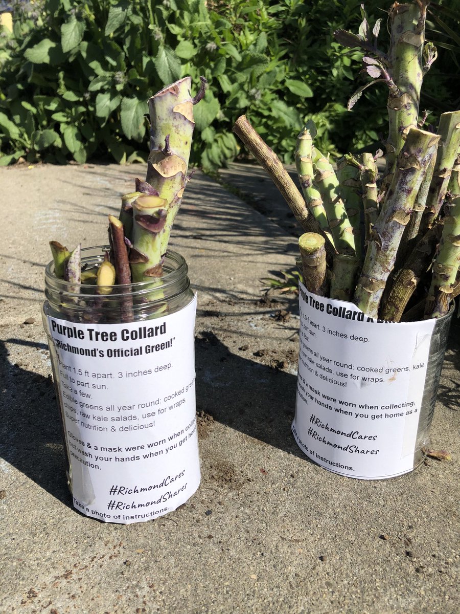MsNewburn's tweet photo. #RichmondCares #RichmondShares Share #PurpleTreeCollard & grow community. #victorygarden #seedlibrary #COVID19 #Permaculture https://t.co/4X0F1qRhJD