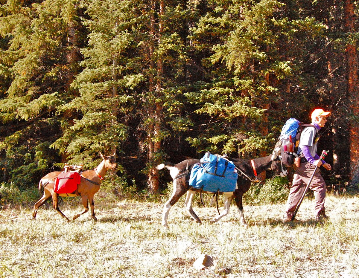 wG0AT's tweet photo. @2018Colo @ThatEricAlper @Royorbisonjr "Our House"- Crosby Stills and Nash - wGOAT's version:
"Our trail is a very, very, very rough trail with two GOATs hoofin' it.... Life used to be so hard! Now everything is easy 'cause you guys carry all my stuff ...Yah! 🙄 #SOTA #QRP #Packgoats https://t.co/QBZAYLw96B