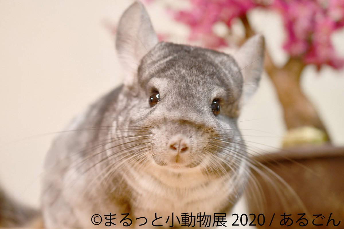 baconcoltd's tweet photo. |まるっと小動��展 2020 東京＆名古屋| \4/18(土)~名古屋ギャラリー、5/22(金)~東京ギャラリーで開催/
春本番の季節です🌸
本展では、SNSなどで人気のハリネズミやリス、ハムスターなど可愛らしい一瞬をとらえた展示が会場を所狭しと埋め尽くす🦔🐿🐹
https://t.co/hHYWmqyIri
#まるっと小動物展 https://t.co/6mW572l4RO