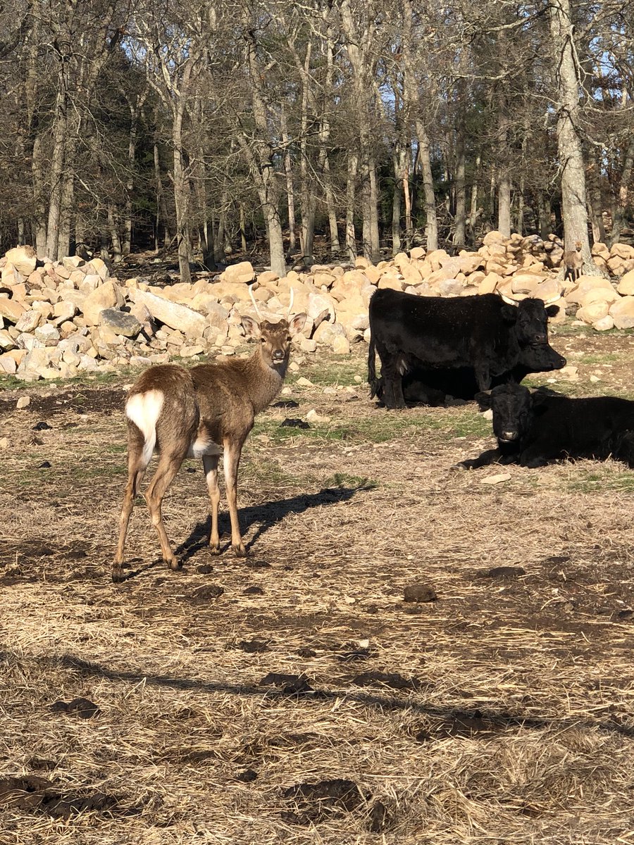 TLPhotographym1's tweet photo. With all of the negativity &amp; stress during this unprecedented time, I am so appreciative I have the opportunity to disconnect for a bit. #lifeonthefarm #sopeaceful #disconnect #appreciatethelittlethings #cows #deer #donottakelifeforgranted #justbreathe https://t.co/JhJn5CkF2k