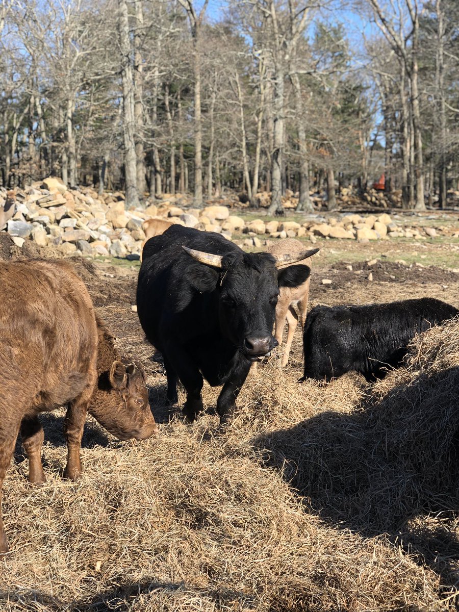 TLPhotographym1's tweet photo. With all of the negativity &amp; stress during this unprecedented time, I am so appreciative I have the opportunity to disconnect for a bit. #lifeonthefarm #sopeaceful #disconnect #appreciatethelittlethings #cows #deer #donottakelifeforgranted #justbreathe https://t.co/JhJn5CkF2k