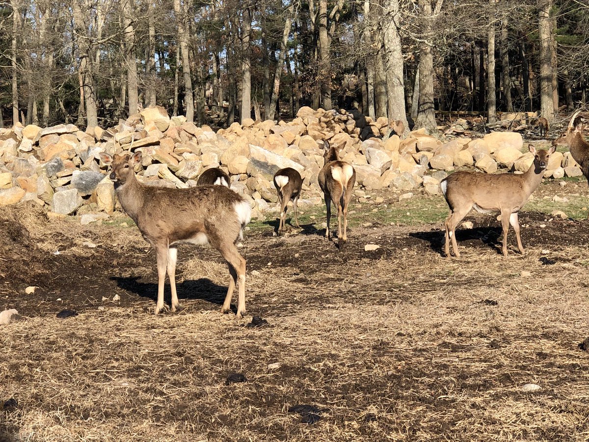 TLPhotographym1's tweet photo. With all of the negativity &amp; stress during this unprecedented time, I am so appreciative I have the opportunity to disconnect for a bit. #lifeonthefarm #sopeaceful #disconnect #appreciatethelittlethings #cows #deer #donottakelifeforgranted #justbreathe https://t.co/JhJn5CkF2k