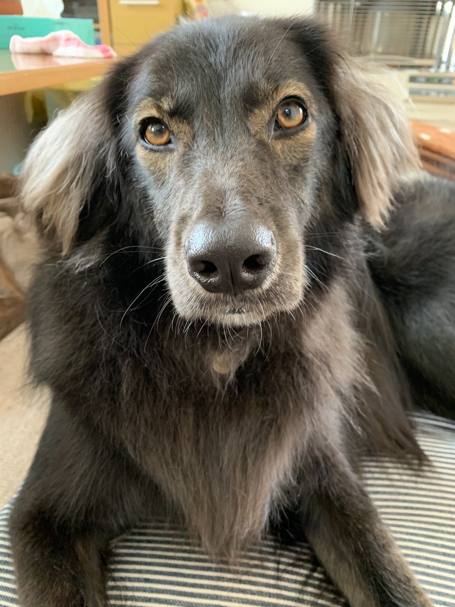 タロウの母 緊急告知 本日根崎ドッグランにて13 00より先着100名様に僕の肉球サイン入りブロマイドを1000円で販売致します ご購入頂いた方にハイタッチ会 するので みなさん来てね エイプリルフール 嘘だからドッグラン行きませんよ てか誰も タロウの母 緊急告知 本日根崎ドッグランにて13 00より先着100名様に僕の肉球サイン入りブロマイドを1000円で販売致します ご購入頂いた方にハイタッチ会 するので みなさん来てね エイプリルフール 嘘だからドッグラン行きませんよ てか誰も