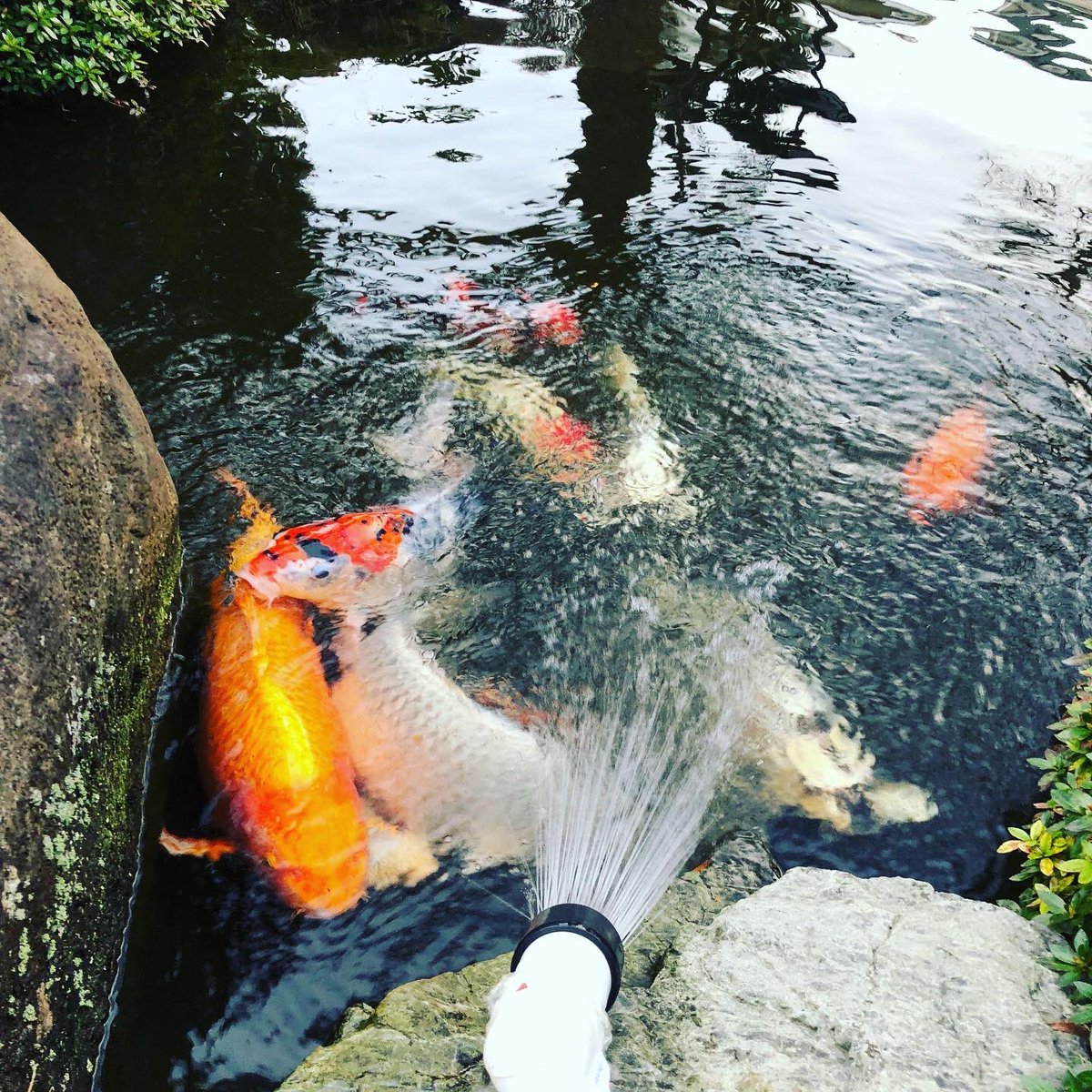 CPtsukuba's tweet photo. ペットシッター訪問中は、金魚🐡ちゃん達のご飯も是非一緒にご相談くださいませ😃夏👒になると、カブト虫ちゃんへのご飯のご相談もよく頂きます🍉（実は虫が苦手なスタッフ…頑張ります💧）#ケアペッツつくば #動物看護師のペットシッター #キャットシッター #ペットのお留守番 #お散歩代行 #みらい平 https://t.co/R2gDjCfvYs