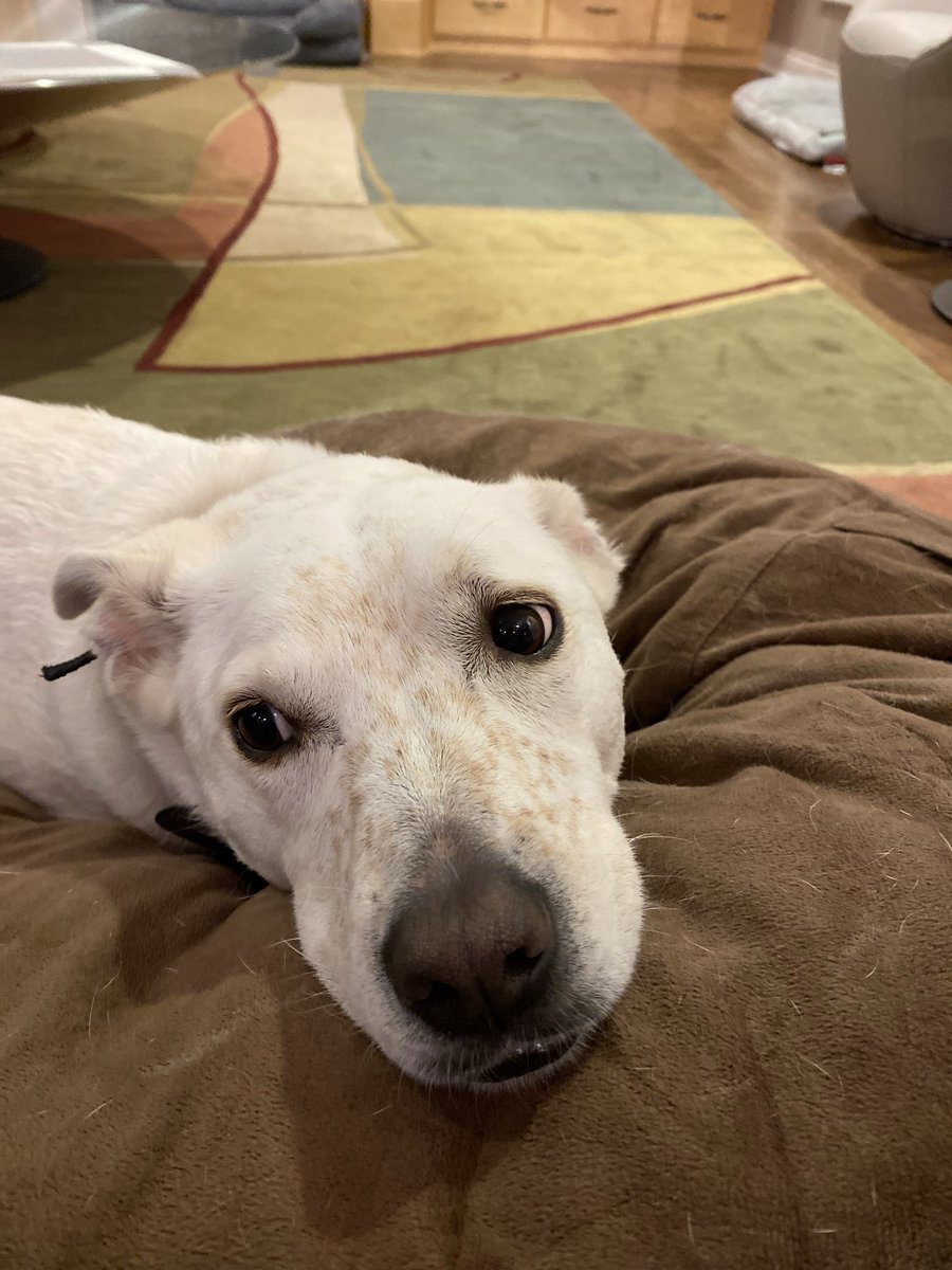 Bhargavi Gali, MD tweet media