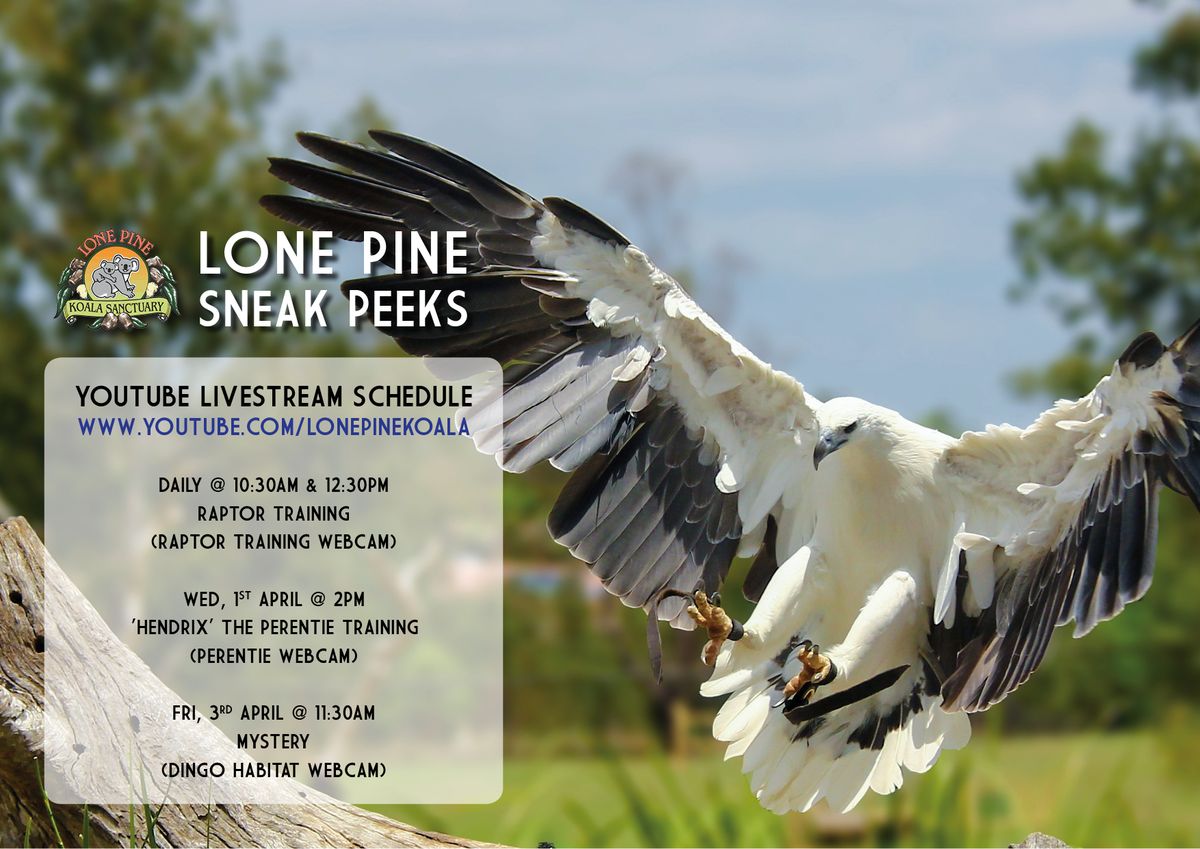 Check it out! Tune in to see training sessions, enrichment, feed times and more 🦉🦎🐨 New schedules released every week. 

#lonepinekoala #AnimalsAtHome #livestreams #animalcams #YouTube