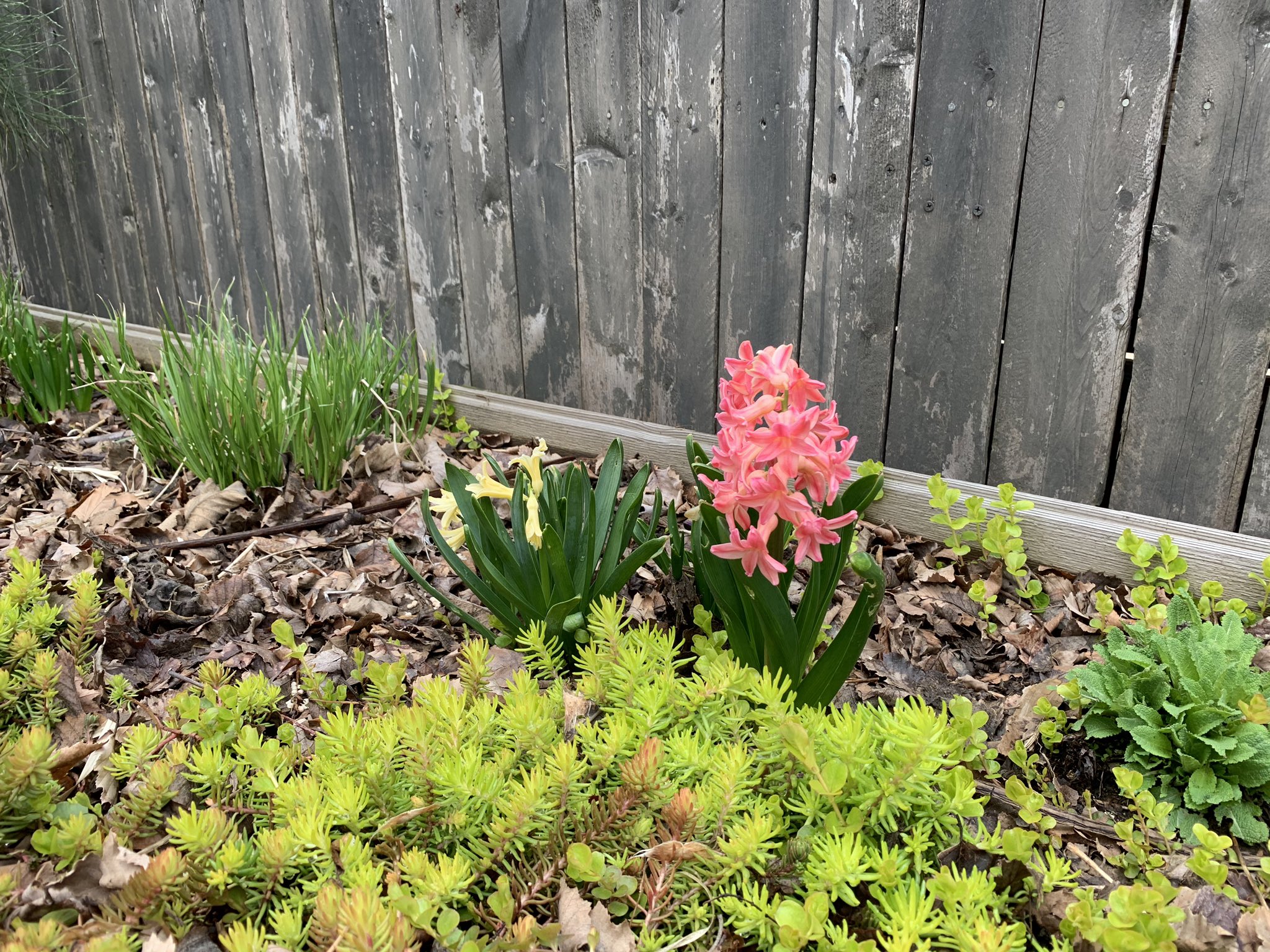 ゆう 植えっぱなしのヒヤシンスですが分球したのかしら 増えてるわ