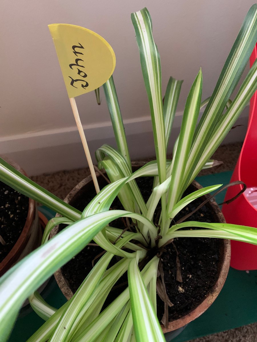 KT_Schlosser's tweet image. I present silly project #1: #katiesplantsnames. Punny suggestions requested, as many remain nameless. Thanks to @dearhankandjohn, @hankgreen, #piples, #minotaur, and the many #nerdfighters for help. 

Hank, John (chlorophytum comosum, spider plants):