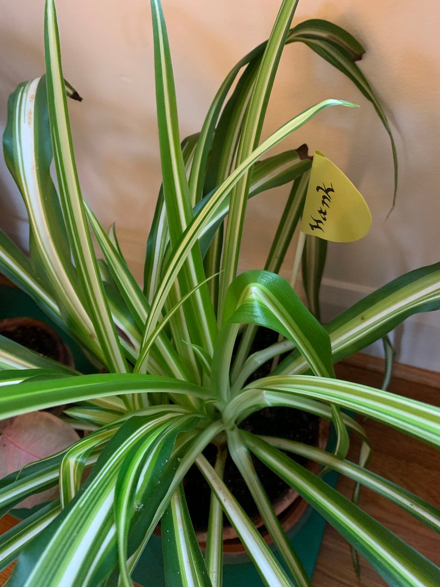 KT_Schlosser's tweet image. I present silly project #1: #katiesplantsnames. Punny suggestions requested, as many remain nameless. Thanks to @dearhankandjohn, @hankgreen, #piples, #minotaur, and the many #nerdfighters for help. 

Hank, John (chlorophytum comosum, spider plants):