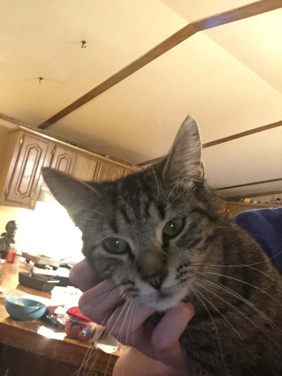 NotreDame102's tweet photo. Spirit Week Day 2: FURRY FRIENDS DAY
My Cats are stubborn and don’t like to get be with someone unless they want someone or want to sleep. Jungkook, the twins Fred and George Weasley, then there’s Oreo
#WeAreOne #mvhsjackets https://t.co/jm7pS3nwkA