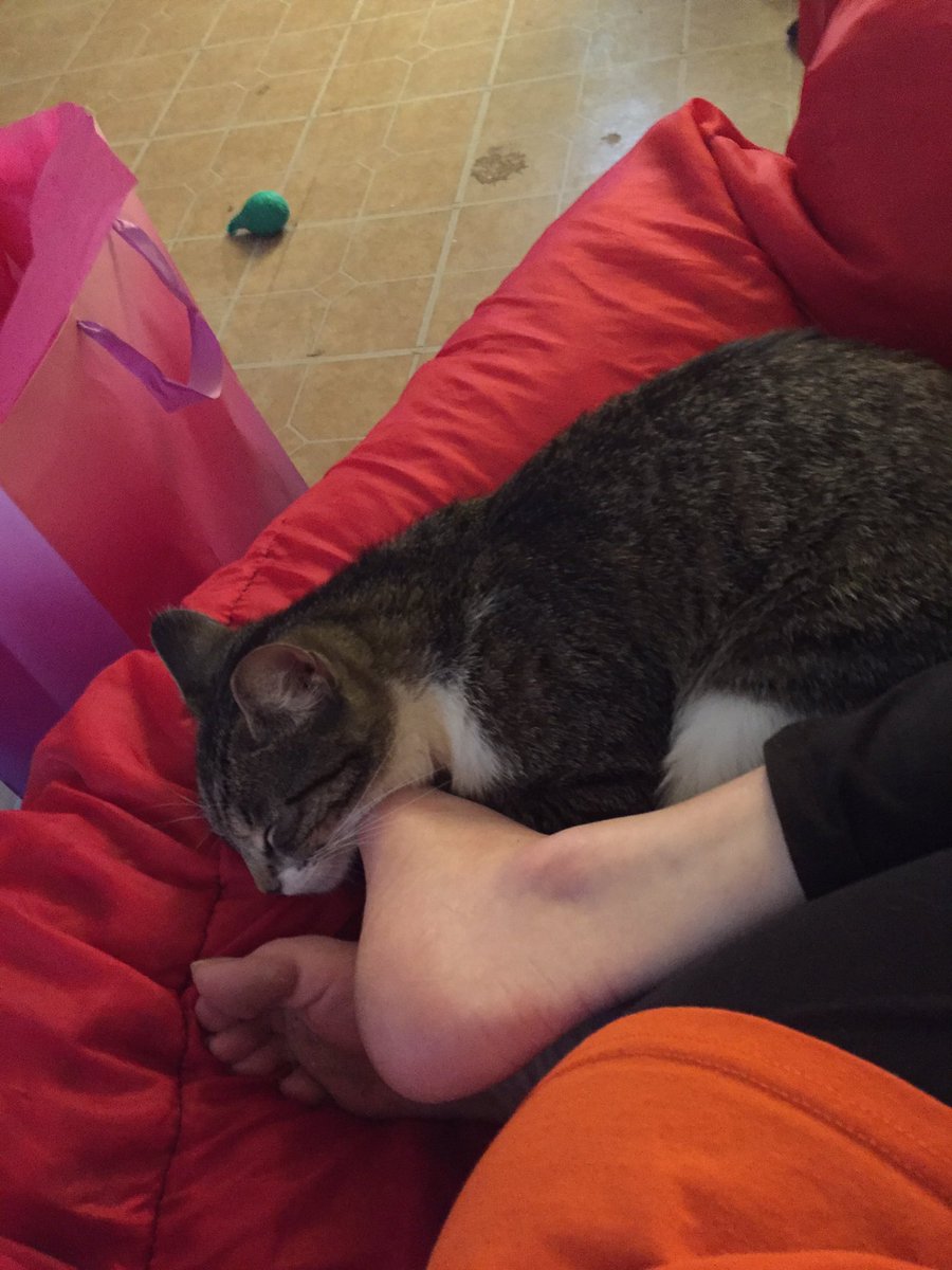 NotreDame102's tweet photo. Spirit Week Day 2: FURRY FRIENDS DAY
My Cats are stubborn and don’t like to get be with someone unless they want someone or want to sleep. Jungkook, the twins Fred and George Weasley, then there’s Oreo
#WeAreOne #mvhsjackets https://t.co/jm7pS3nwkA