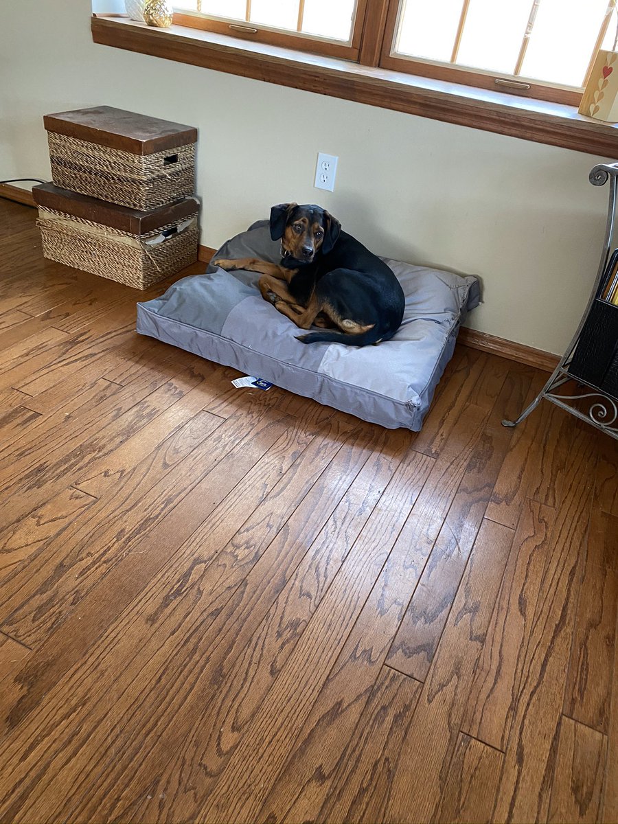 JodySpiess's tweet image. Getting work done with my coworker and friend! @websteru #WebsteratHome