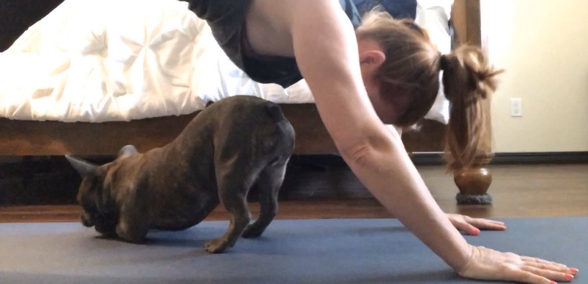Kelly_Falkner's tweet photo. Darby chose “puppy posture” to my down dog. 😄 This morning’s practice with @moderndayogini was wonderful. I’ve been doing time lapses to try to improve my practices, and today Darby was all over it! @TrailsideYoga #yoga #YogaAtHome https://t.co/2FY9j7ERVF
