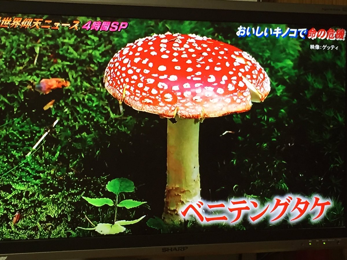 2本目は、以前放送した ベニテングタケをあえて食べ（キノコ好きで知識