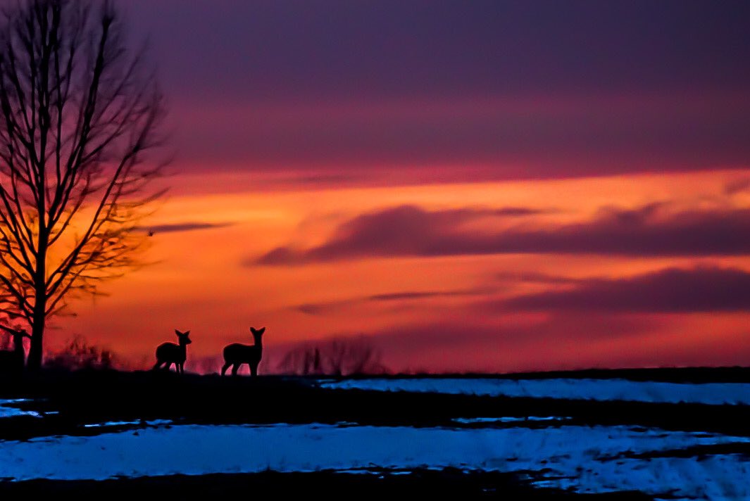 Ambular727's tweet photo. I’m not saying I need a perfectly clear sky, but just a few less #clouds and I could go out (across the street to an empty field, #SocialDistancing ) at sunset and take a few photos. #swmichigan #needingsunshine #missingsunsets https://t.co/1mPExwq9Oo