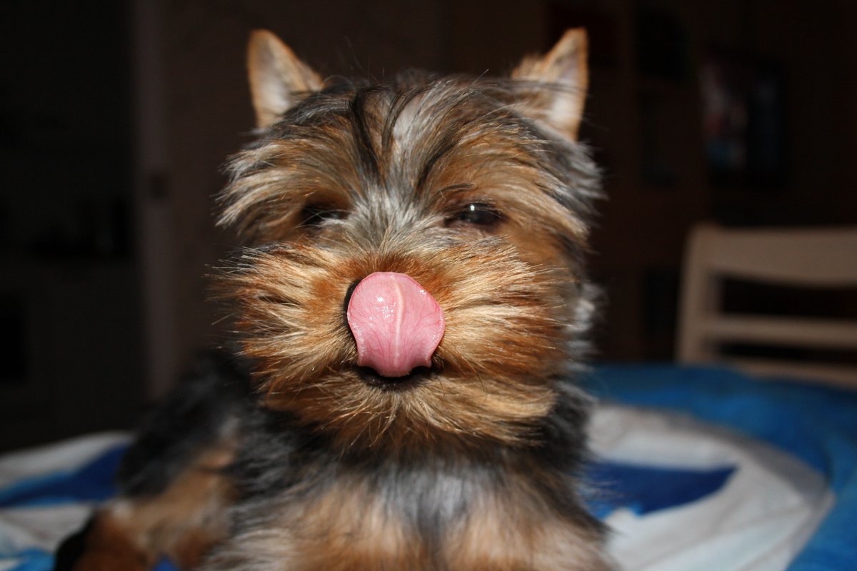 TheYorkieTimes's tweet photo. Being the 6th most popular dog breed, it’s easy to see why these cute canines are a great companion to the young and old. 

https://t.co/G2rS19HvA9 #yorkies #populardogs https://t.co/AQVBSIyJyf