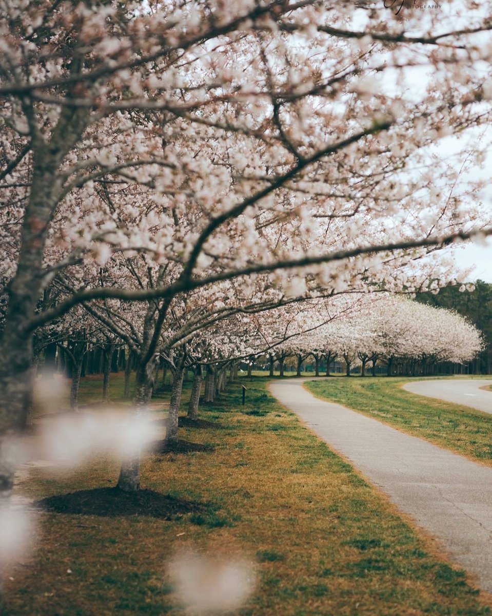 757collective's tweet photo. Cherry blossoms at Red Wing Park in Virginia Beach. 📷 @tpt_photo https://t.co/3ChXDUoDml