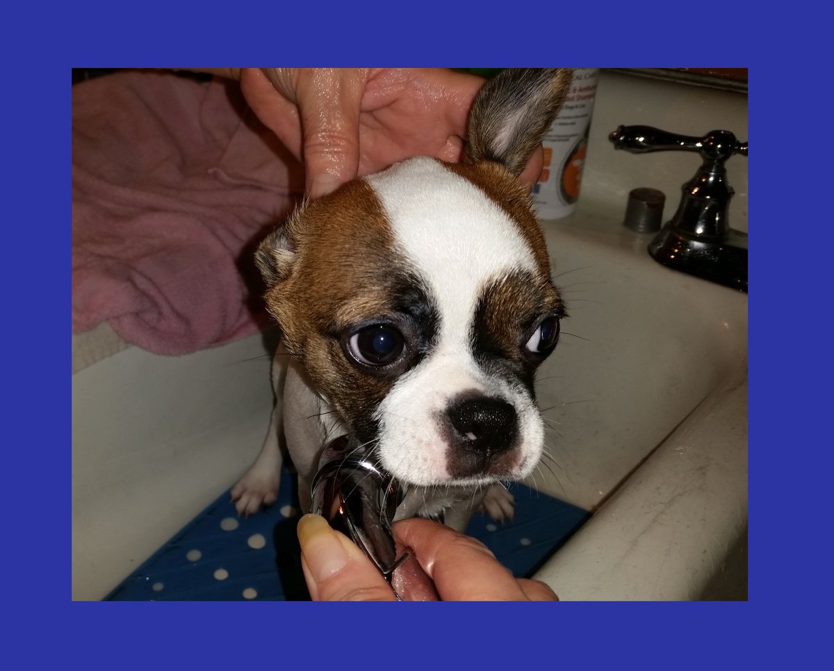TELEAHQUA's tweet photo. It's official .. ya know you're bored when the highlight of the day is washing your puppy and watching her dry @Sargel18 @TellEmSteveDave @GitEmSteveDave  @sundayjeff  @michaelzapcic  #tesd https://t.co/5X5RxoywG1