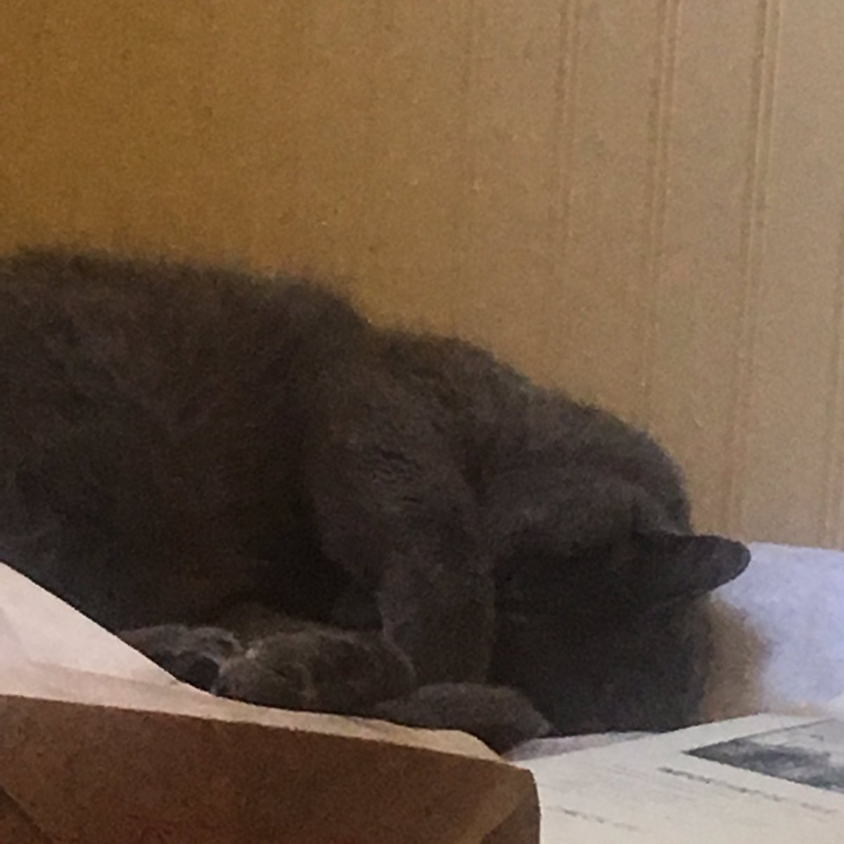 058miles's tweet photo. The Cat’s being cute, help https://t.co/pCjkRCOUYg