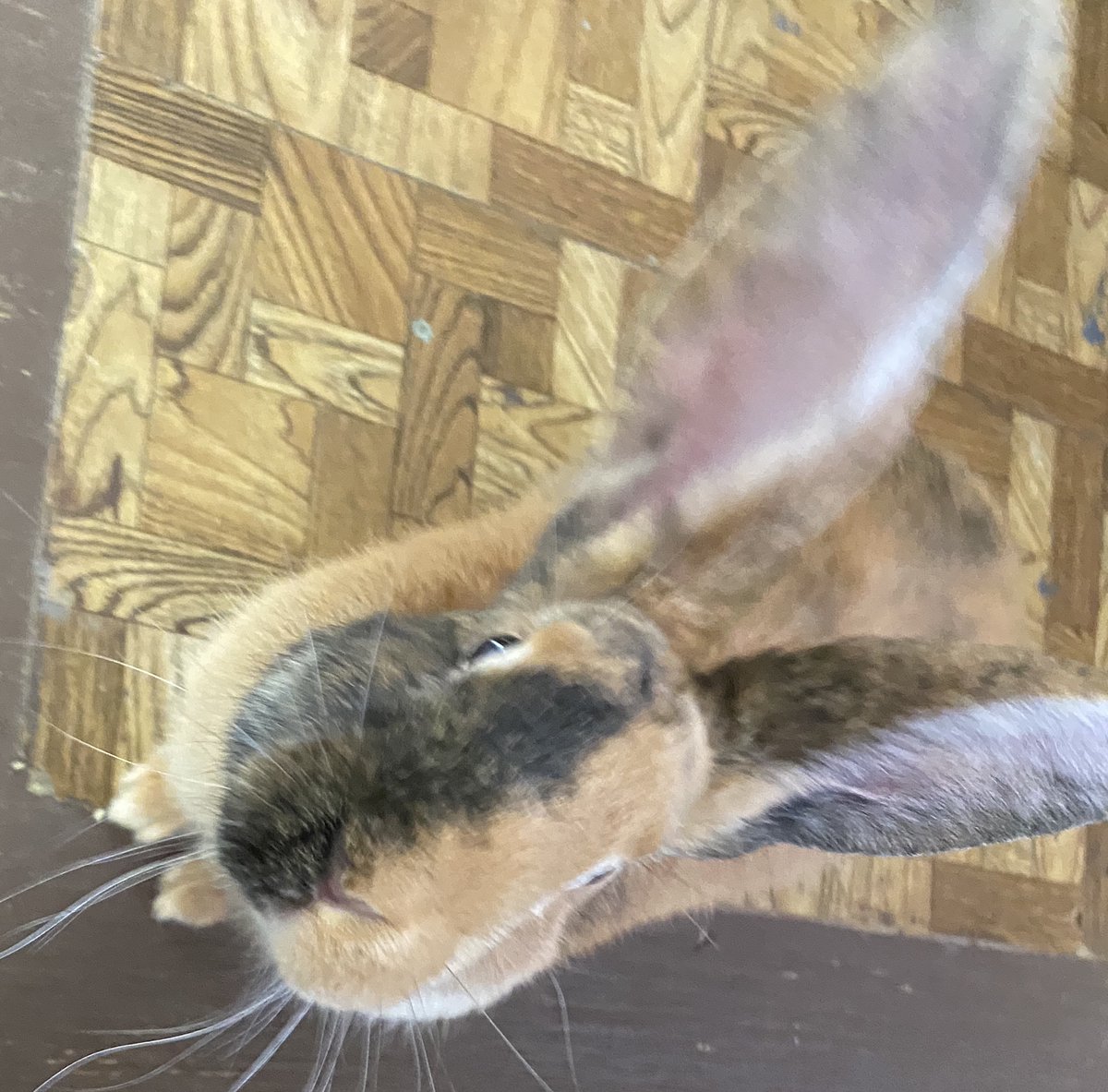 TBoi124's tweet photo. This quarantine has got me going crazy thank god for my bunnies. But poor lil poppie can’t get to the groomers. But she is still a big help. https://t.co/nHztJ1EQuh