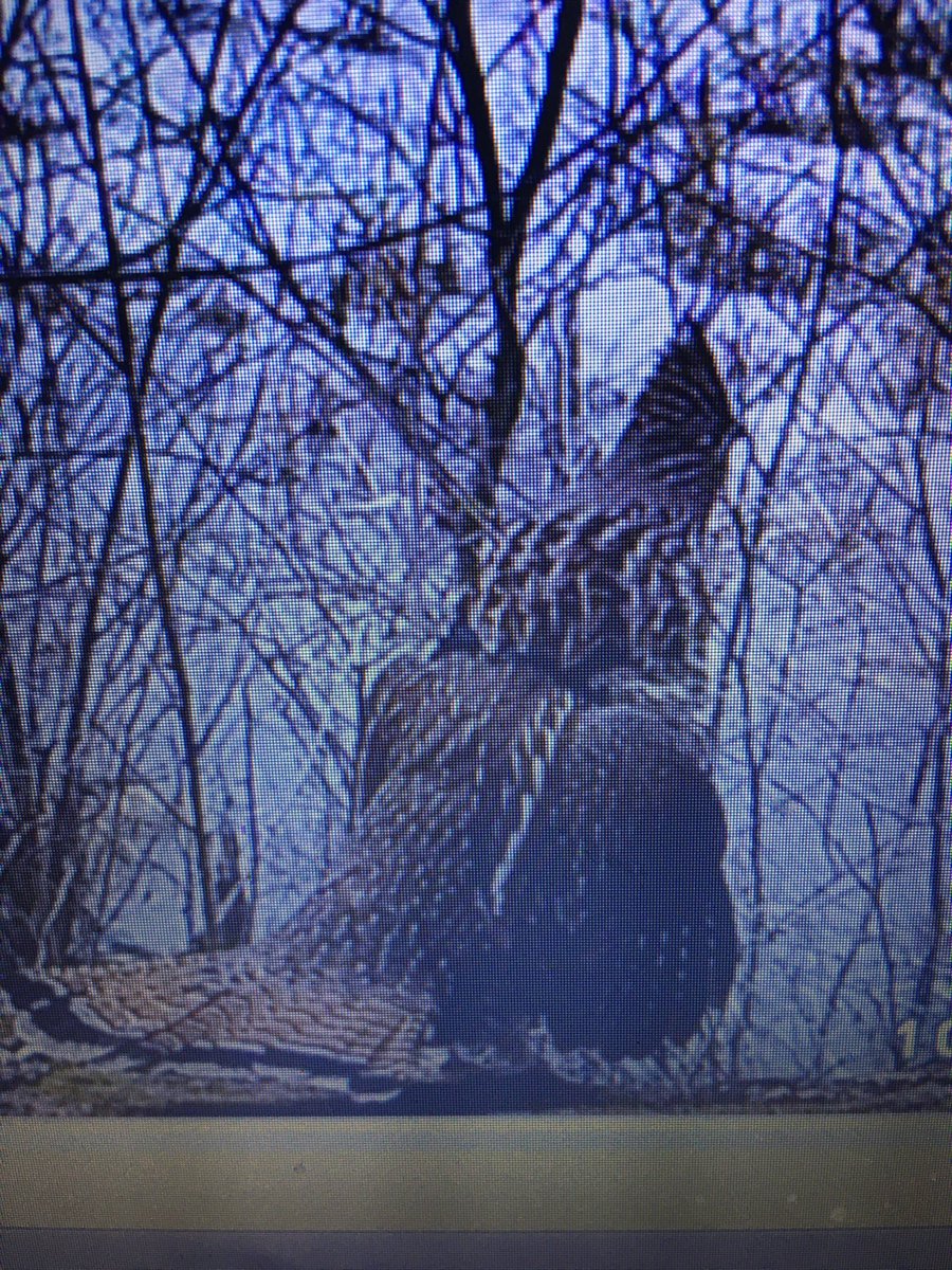 pdblaskowski's tweet photo. Lots of drumming activity around the ranch this week!  Got a few pics on one of the drumming logs.  Also had a bobcat show up on the same log.  More grouse around than last few years.  Seeing woodcock daily also.
⁦@RGS_AWS⁩
#ruffed grouse https://t.co/fST4YUm47G
