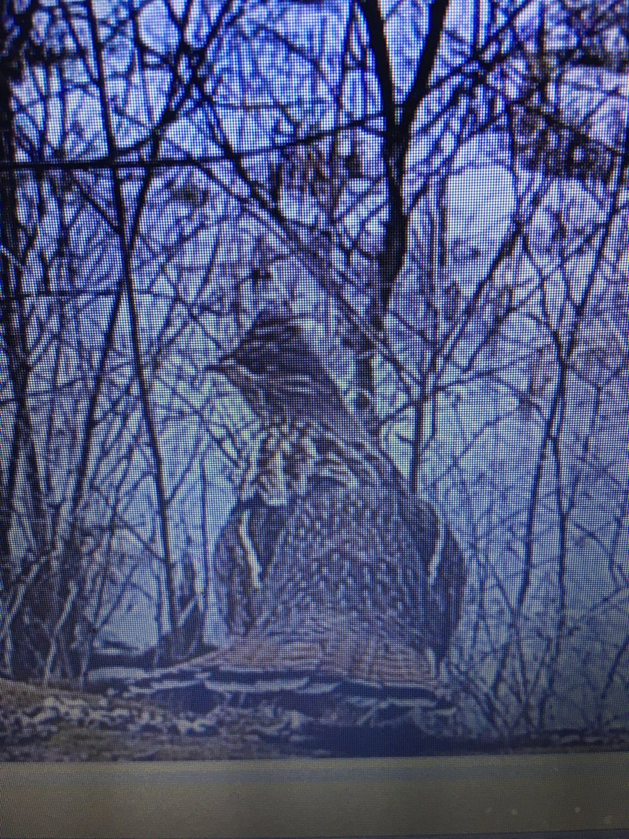 pdblaskowski's tweet photo. Lots of drumming activity around the ranch this week!  Got a few pics on one of the drumming logs.  Also had a bobcat show up on the same log.  More grouse around than last few years.  Seeing woodcock daily also.
⁦@RGS_AWS⁩
#ruffed grouse https://t.co/fST4YUm47G