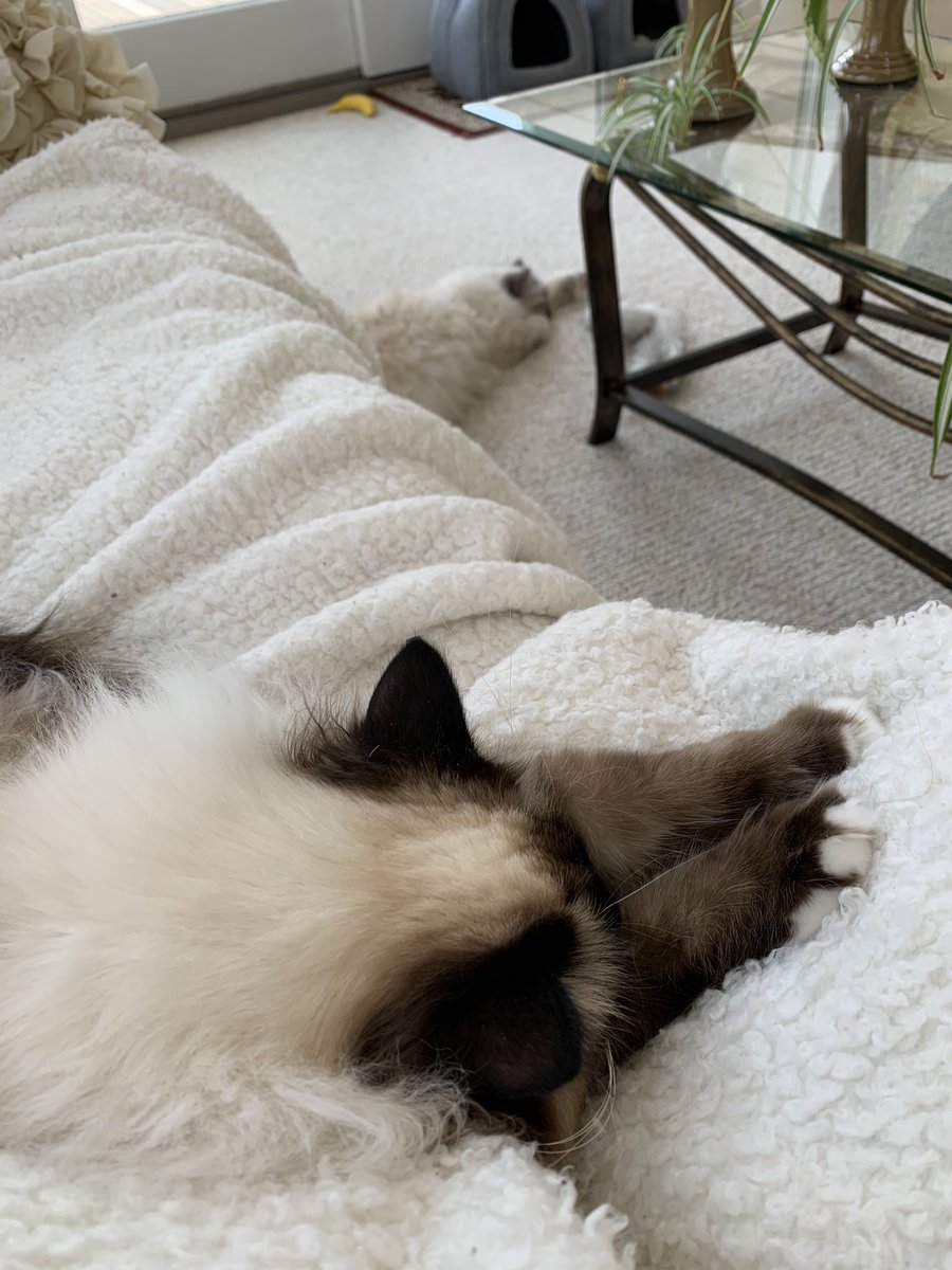 ElizGriff2016's tweet photo. #PhotoChallenge2020March Day 31 Paw Pillow - Besides napping on Mama paw pillows are purrfect 💤🐾💕Ari and Cali💕🐾💤 #BirmanBabies 💤💤🥰Aggressive Napping Specialists🥰💤💤 https://t.co/NvomOHb2ih