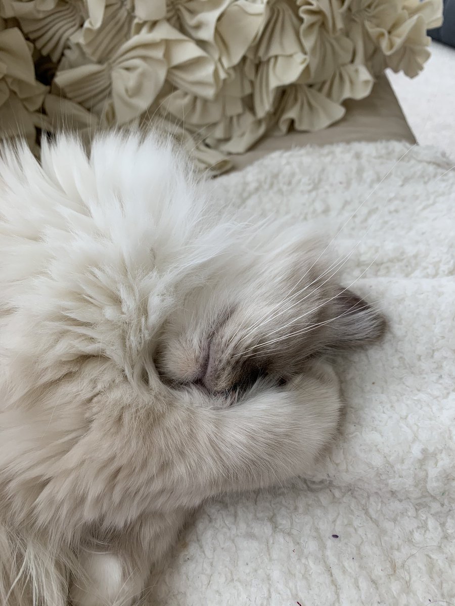 ElizGriff2016's tweet photo. #PhotoChallenge2020March Day 31 Paw Pillow - Besides napping on Mama paw pillows are purrfect 💤🐾💕Ari and Cali💕🐾💤 #BirmanBabies 💤💤🥰Aggressive Napping Specialists🥰💤💤 https://t.co/NvomOHb2ih