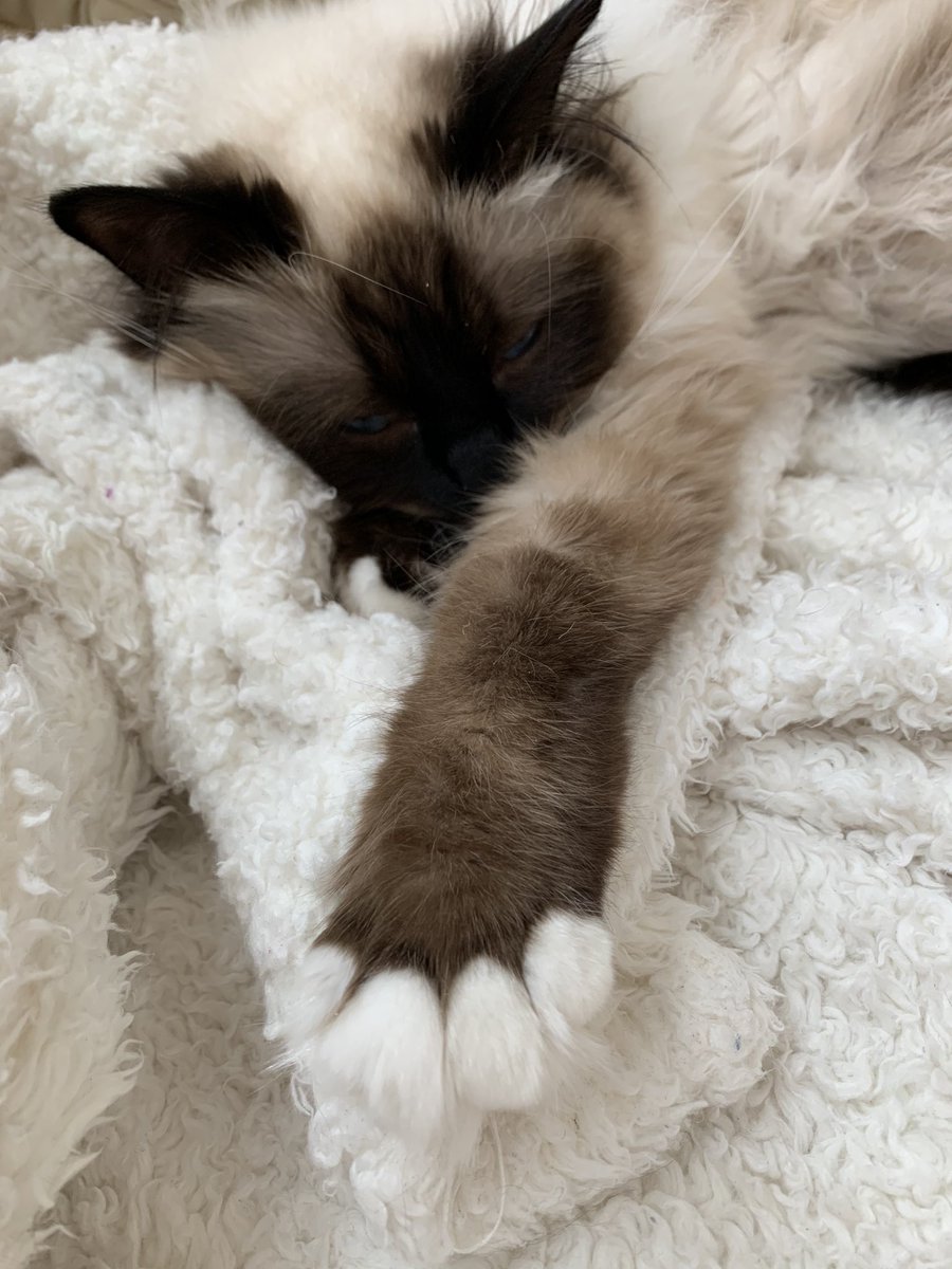 ElizGriff2016's tweet photo. #PhotoChallenge2020March Day 31 Paw Pillow - Besides napping on Mama paw pillows are purrfect 💤🐾💕Ari and Cali💕🐾💤 #BirmanBabies 💤💤🥰Aggressive Napping Specialists🥰💤💤 https://t.co/NvomOHb2ih