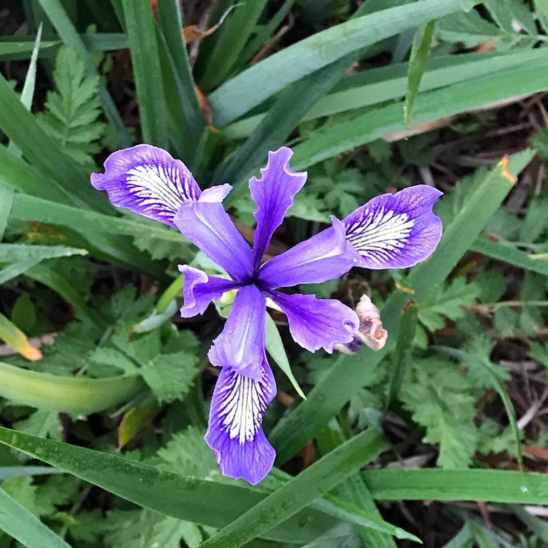 Early morning walks during these times have been my meditation. I have always had a special relationship with the Douglas Iris. I am holding this image throughout the day as the bad news comes in daily of the spread of COVID-19. What are you doing during this time to find beauty?