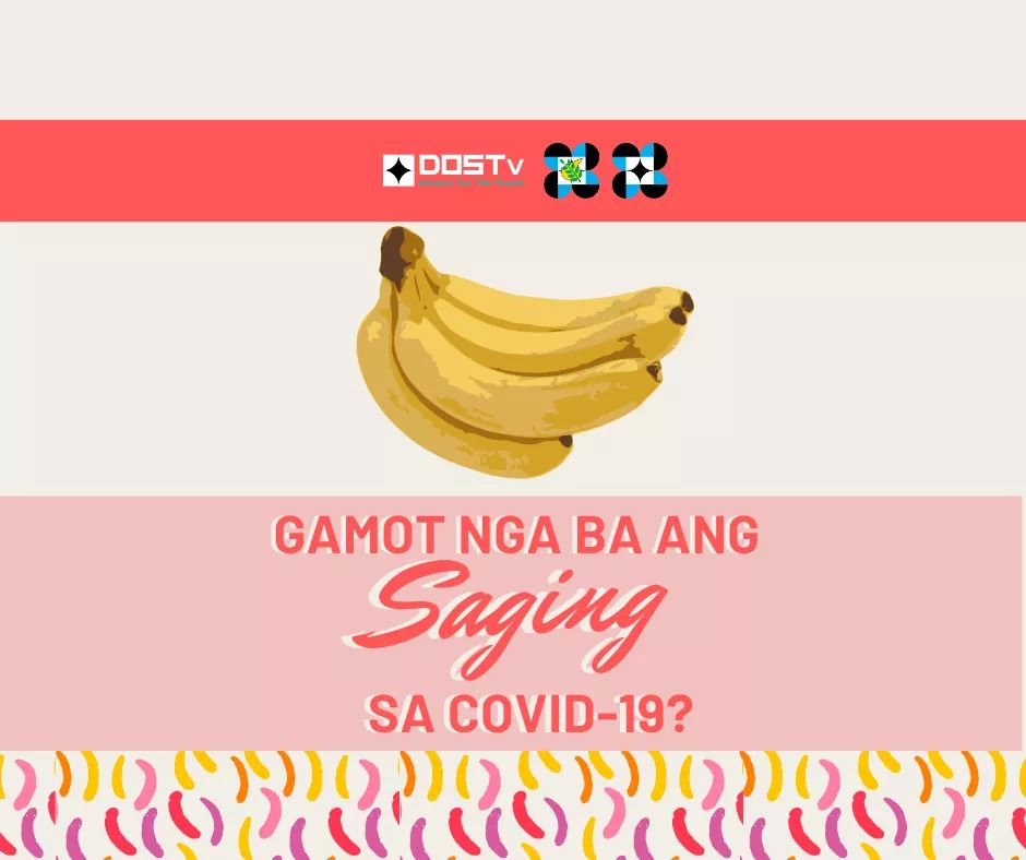 DOSTvPH's tweet photo. #SCIFACTS: Ang Saging ay tinaguriang "Superfood" dahil marami itong health benefits. Gayunpaman, HINDI gamot ang saging sa COVID-19.

Source: DOST-Food and Nutrition Research Institute

#HandaAngMayAlam #DOSTv #ScienceForThePeople
#dostFNRI https://t.co/1tc3rLj6iX