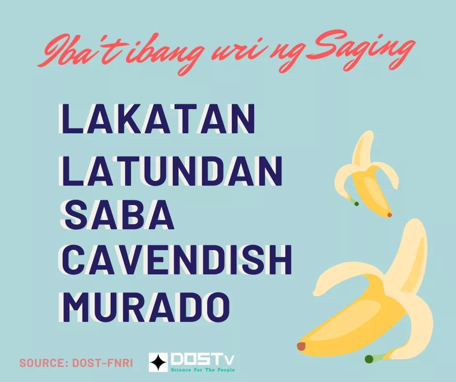 DOSTvPH's tweet photo. #SCIFACTS: Ang Saging ay tinaguriang "Superfood" dahil marami itong health benefits. Gayunpaman, HINDI gamot ang saging sa COVID-19.

Source: DOST-Food and Nutrition Research Institute

#HandaAngMayAlam #DOSTv #ScienceForThePeople
#dostFNRI https://t.co/1tc3rLj6iX