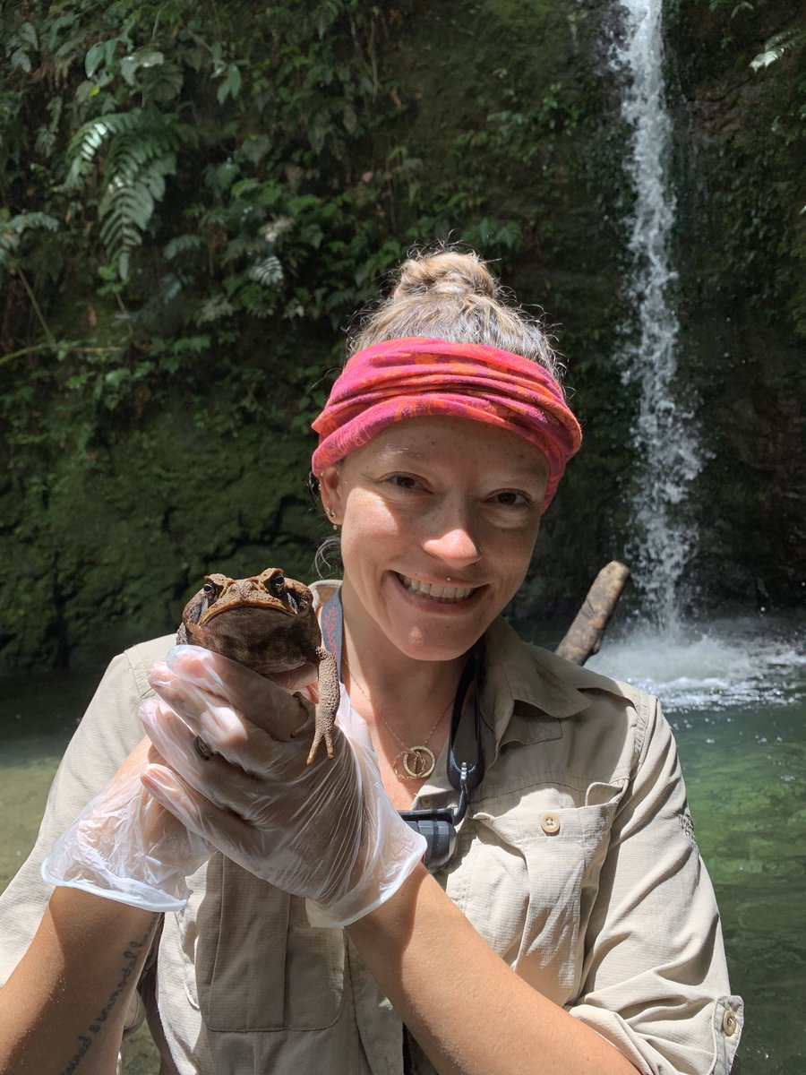 I’m ecstatic to announce that our own Keely Rodriquez is a #NSFGRFP awardee. She will study how #amphibians recover from lethal disease (timely!). She will also help develop our program for #WomenInSTEM in Panama. Congrats to KMR! #chytridcrisis #voyleslab