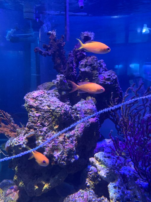 水槽のtwitterイラスト検索結果 古い順 水槽のtwitterイラスト検索結果 古い順