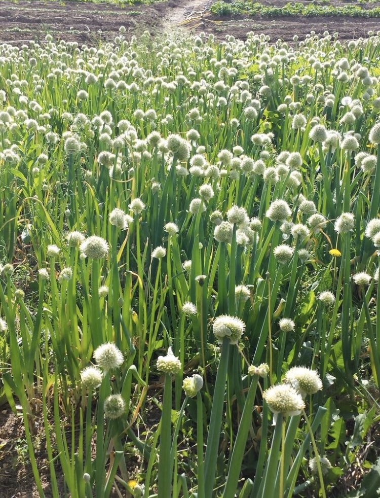 HanSimGarden on Twitter "Green onions going to seed make next years