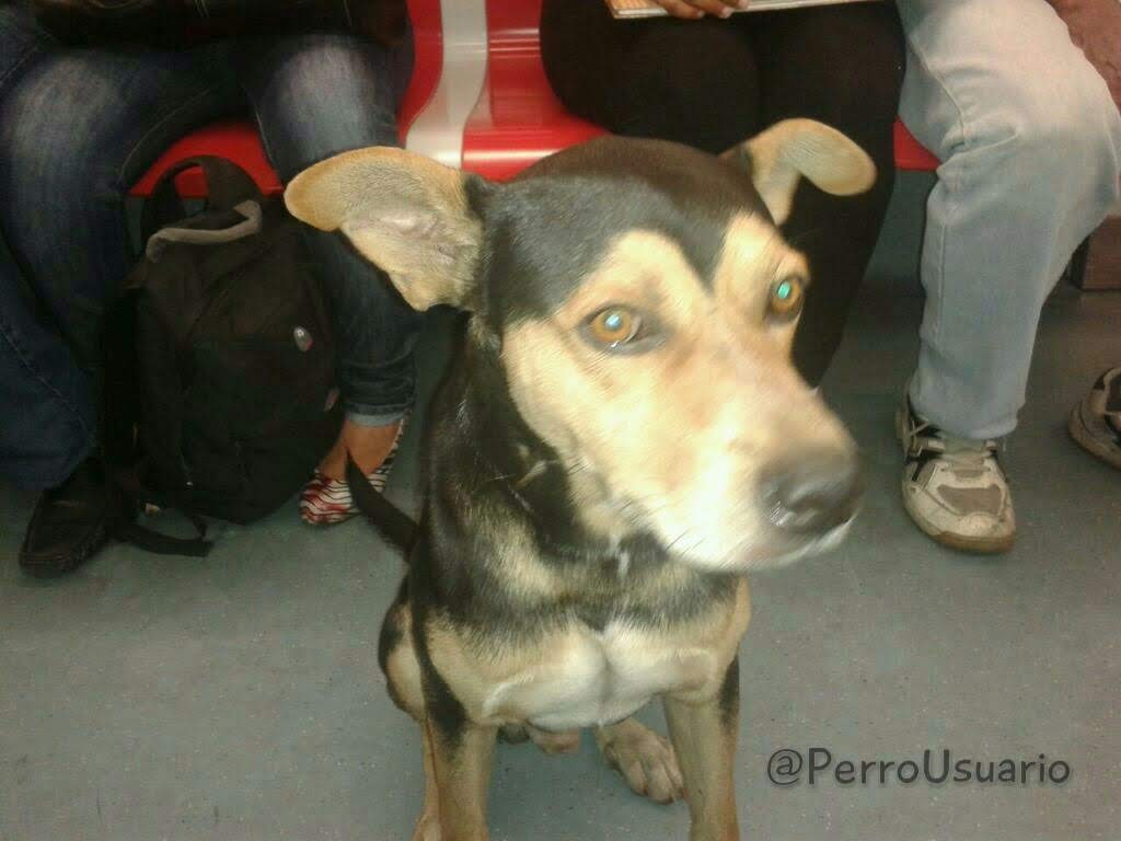 PerroUsuario Wof '•' tweet media