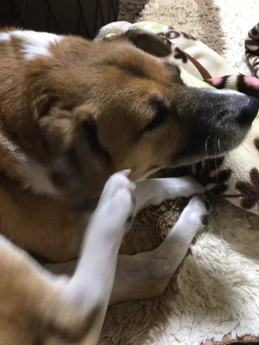star_hinoki's tweet photo. @Sara75400445 そっと　うちの犬をw https://t.co/H4dcZ6O7Kv
