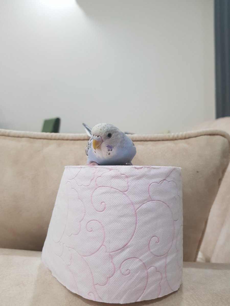kubugrbz's tweet photo. Bu karantina günlerinde tuvalet kağıdı itinayla oyuncağa dönüşür 🤗 sabahtır içine girmeye çalışıyor 🤣🤣 https://t.co/YoEbrchLIe