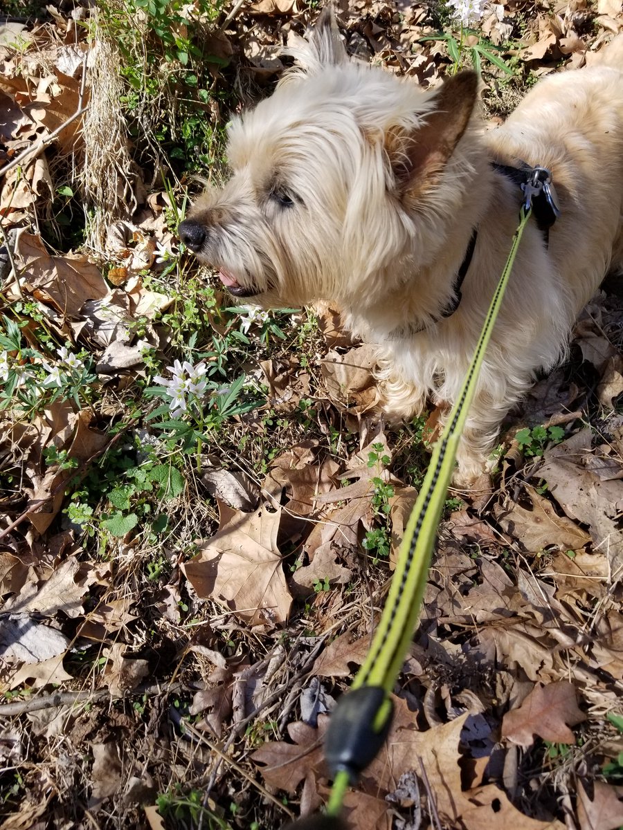 HonigMrs's tweet photo. Ozzy finds patterns on his #mathdaily walks. What patterns do you see? What do you notice? What do you wonder? What would you like to know? @SandersCornerES #Ozzylovesmath #MATHISFUN #growthmindset https://t.co/jMhMnkbm75