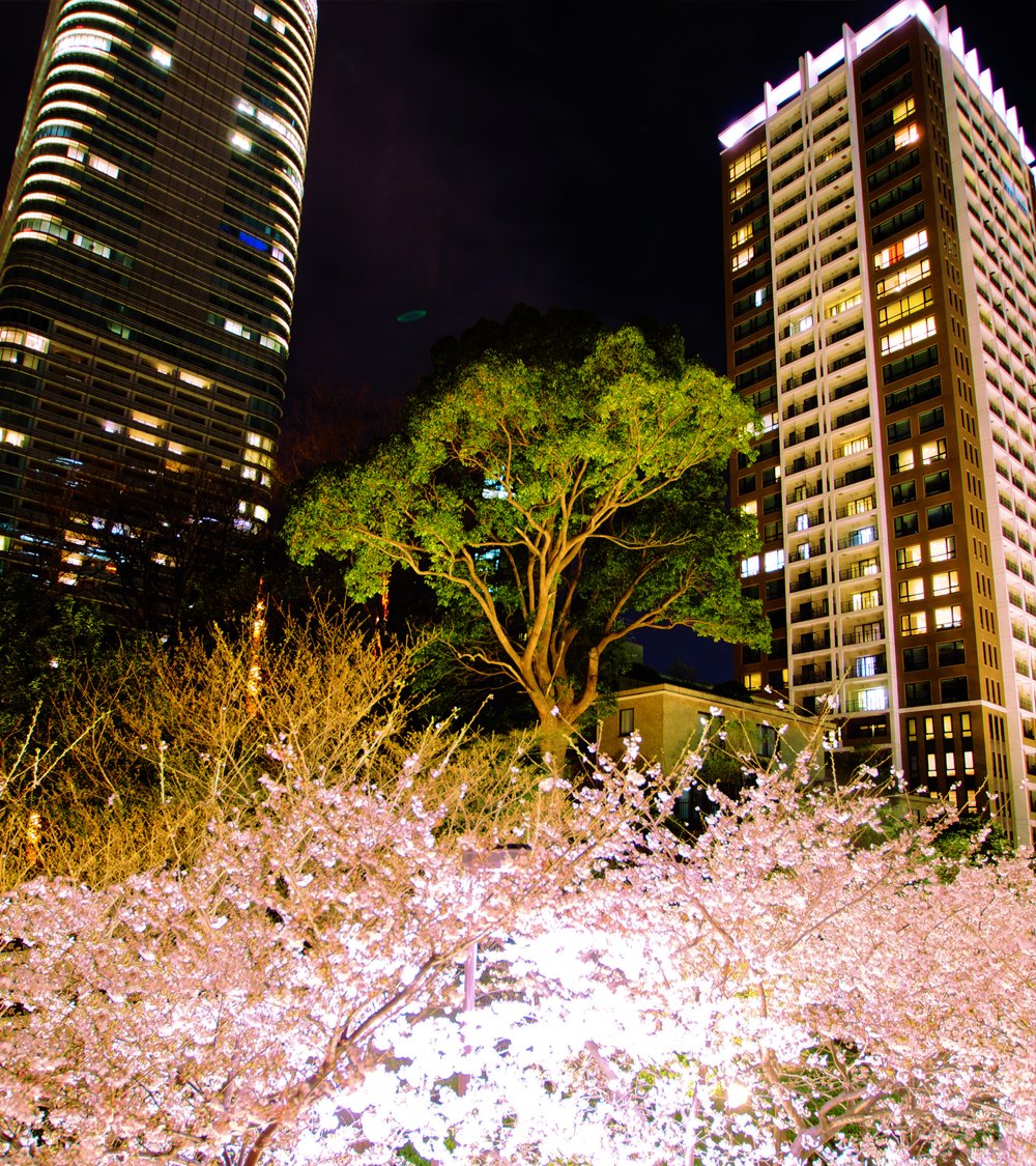 Tokyo_gov's tweet photo. #DYK that #Roppongi means "6 trees"? One theory has it that the name came from 6 old pine trees in the area. Over 150 years ago, the neighborhood was known for its samurai homes & temples, becoming what we now call "Roppongi" in 1967 #TokyoNames #History https://t.co/LcnBVhHHZh
