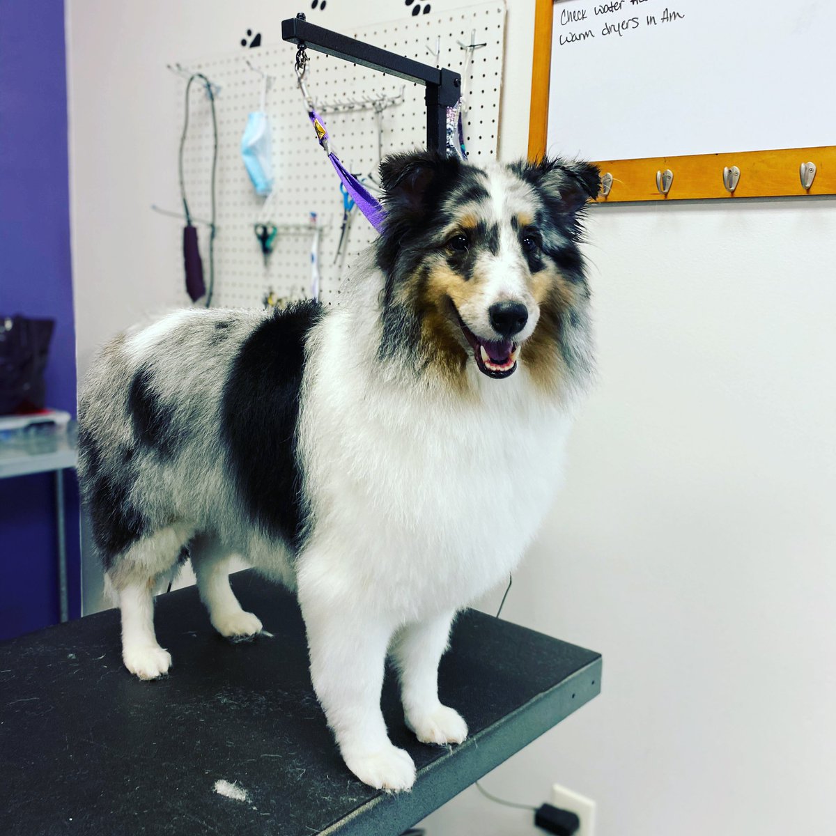 dog continues to vomit