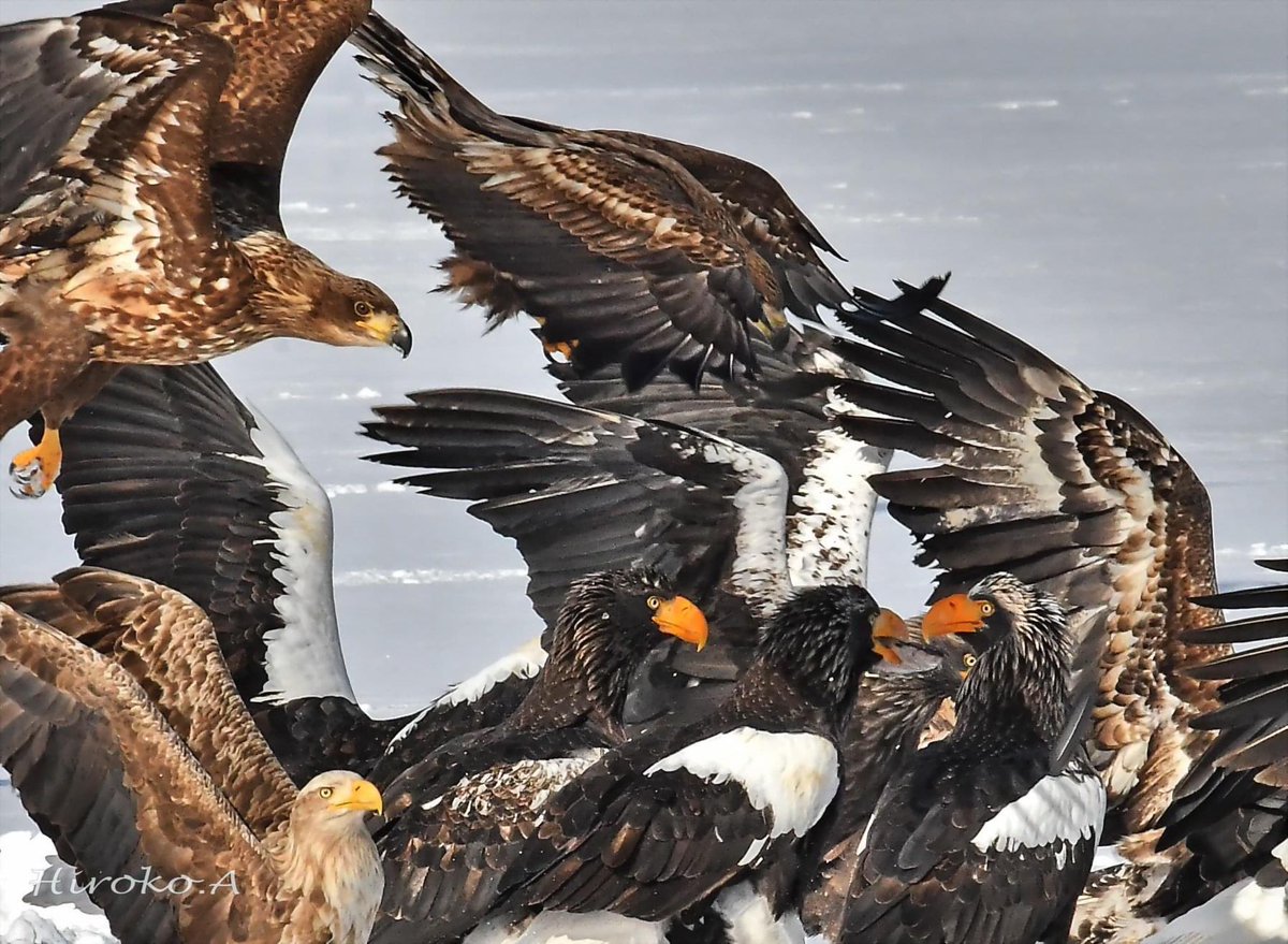 hiro_motan's tweet photo. オジロワシとオオワシ

White tailed eagle
Stellar's sea eagle

#beautiful_bird
#wild_bird
#birder
#nature
#beautiful_nature
#kingbird
#cool_shot
#best_shot
#amazing_shot
#bird_capture
#best_bird_shot
#total_bird
#bird_brilliance
#nutsaboutbirds
#birding
#birdphoto
#bird_watcher https://t.co/oC9hye4SHg