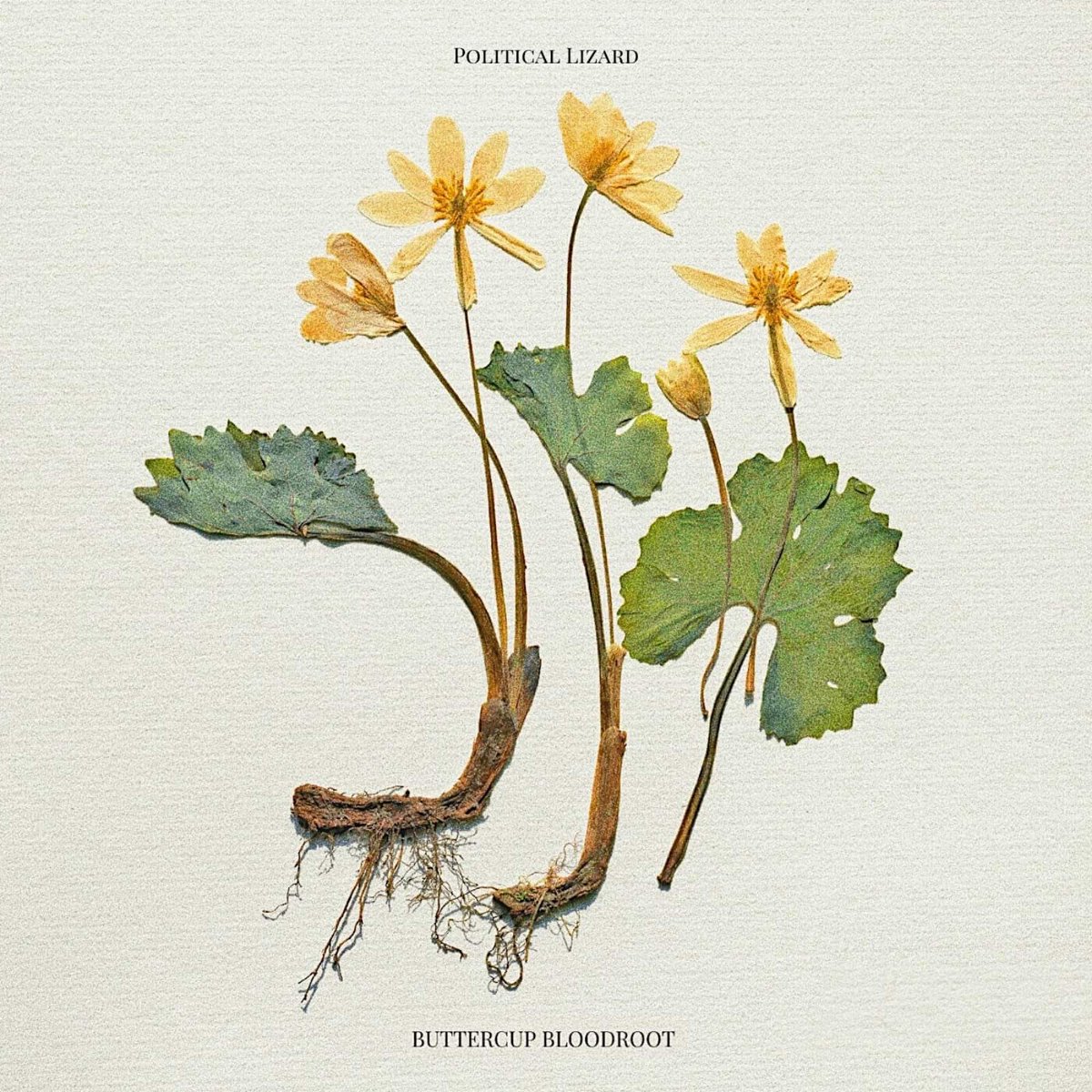 LizardPolitical's tweet image. Hey I know it's the apocalypse and stuff but Buttercup Bloodroot comes out in 4 days and we are insanely excited for you all to hear it

Stay home, stay safe and consume music 💜