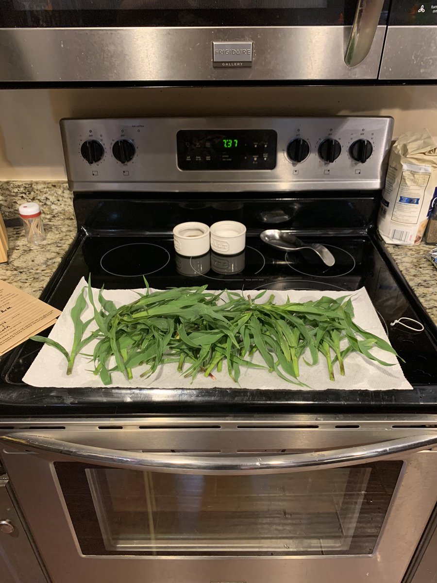 ryanlong33's tweet photo. Gathered a few tissue samples today. For some reason my wife doesn’t like the growing season as much as I do. @JasonBu60087946 you may have gotten the blame on this one. @LocalSeedCo #Corn2020 #LocalSeedCo #LocalSeedCorn #PlantLocal #GrowLocal https://t.co/quCxYjdNz4