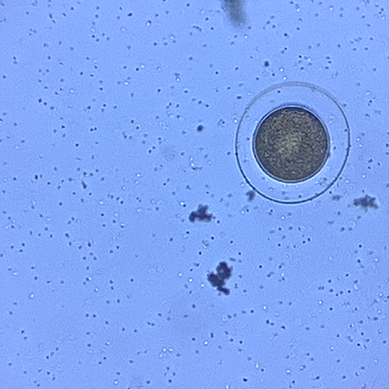 きらら舎 Cafesaya バフンウニ受精キット ご自宅でウニの発生を観察して飼育できるキットです は本日のご注文まで T Co Fmfvpuvb1z 実験に使ったウニは元気です キャベツとふえるわかめ食べてます