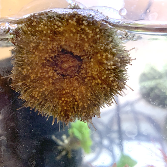 きらら舎 Cafesaya バフンウニ受精キット ご自宅でウニの発生を観察して飼育できるキットです は本日のご注文まで T Co Fmfvpuvb1z 実験に使ったウニは元気です キャベツとふえるわかめ食べてます