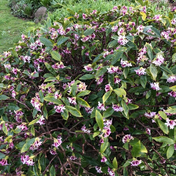 A bit rarer: DAPHNE!I smelled it from 20 meters away. Scanned the intersection where my children and I were standing, looking for where the bush was. Then rushed over and stuck my nose in it. My children think I’m a little strange.