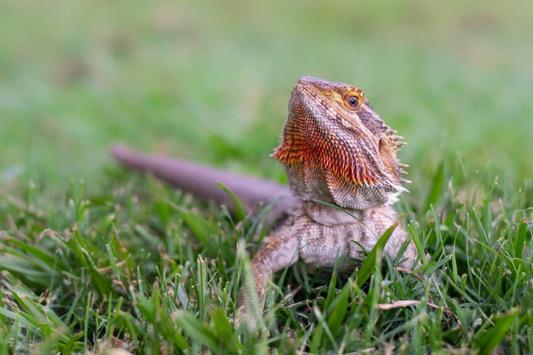 cancergiggles's tweet photo. It's #confessiontime 

My #husband did not die of #leukaemia. I murdered him and fed him to our bearded dragon.

#BeardedDragon #cancer #murder
#TigerKing #CaroleBaskin https://t.co/uUNlBvbPKB