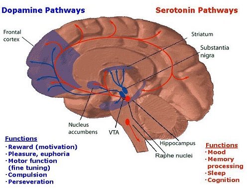 A nerd-thread on why dopamine drives how effectively we learn movement:

During learning, the dopaminergic system plays a role in the selection and execution of movements, and in the process of shifting a behavior toward becoming automatic (Badgaiyan et. al, 2007).

(1/4)