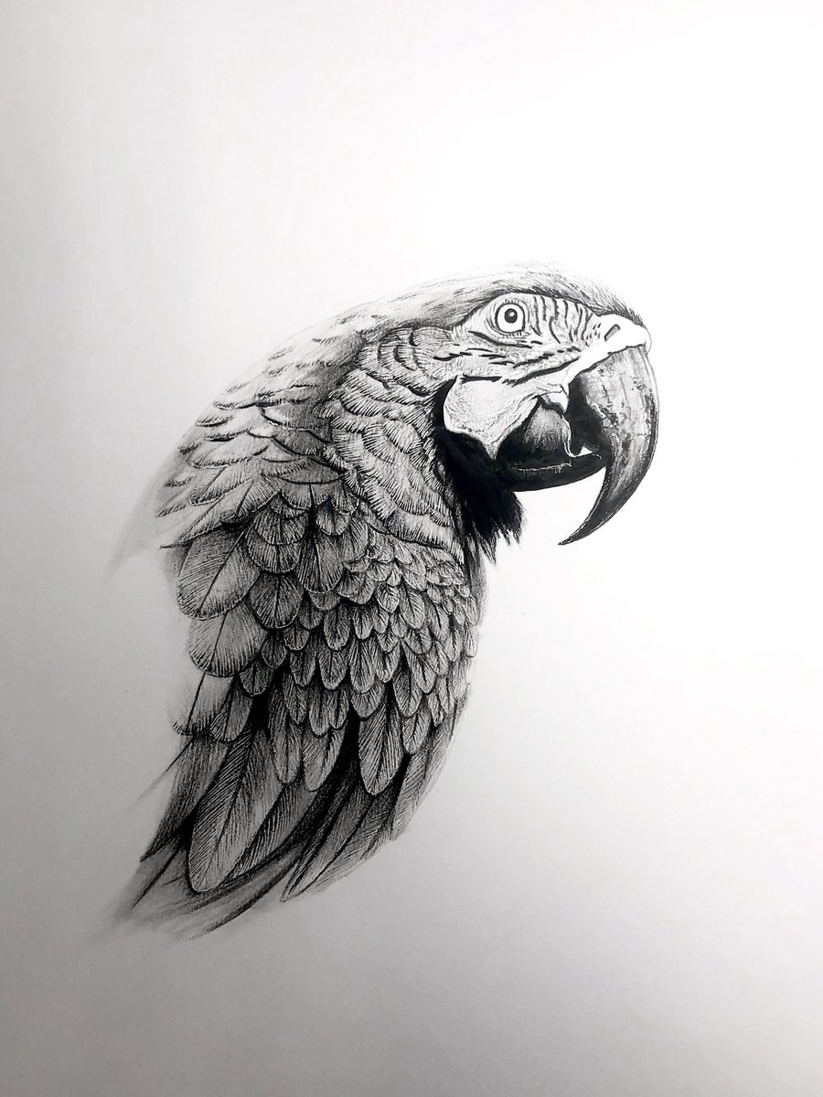 松田辰也 B5サイズ コンゴウインコ 鉛筆デッサンこれにて完成です